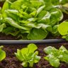 Шланг магістральний Gardena Micro-Drip-System 13 мм, 15 м (01346-20)